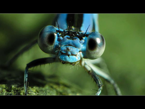 damselfly_2