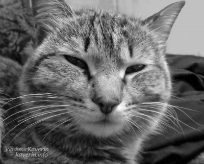 thumb_cat
