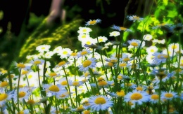 tmb_65875_4920
