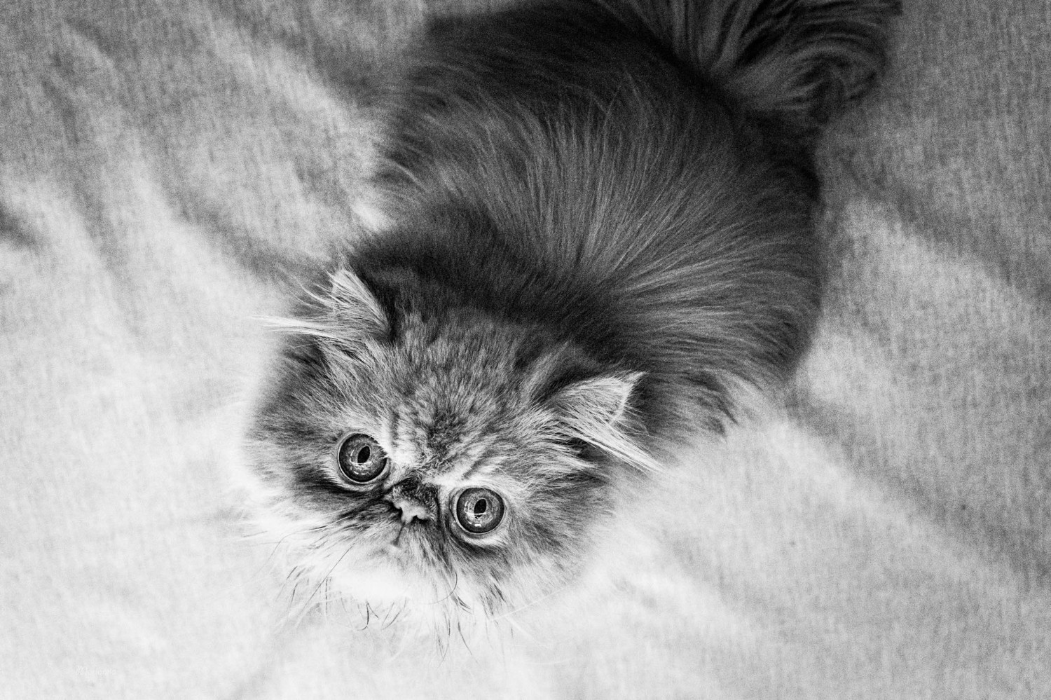 Котография Марианны Зампьери
