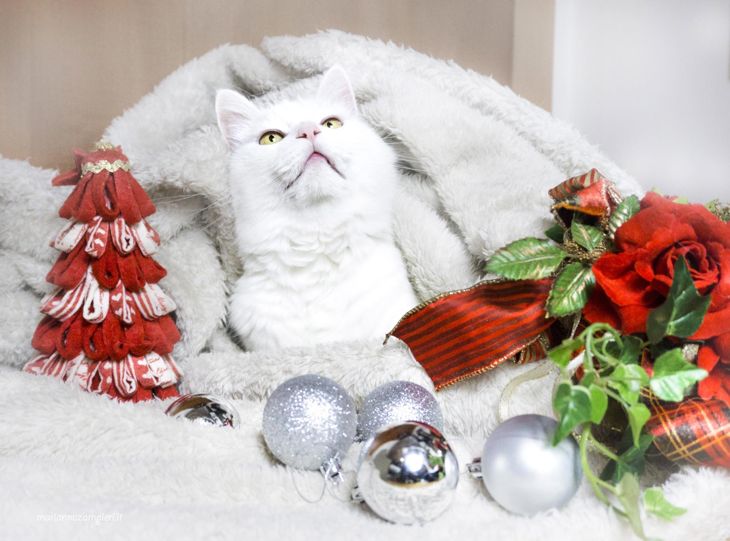 Котография Марианны Зампьери