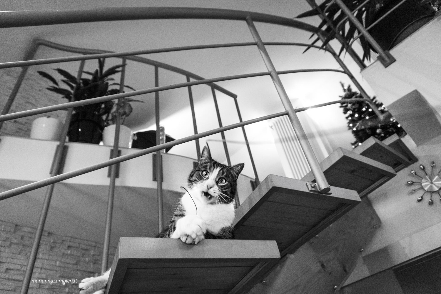 Котография Марианны Зампьери