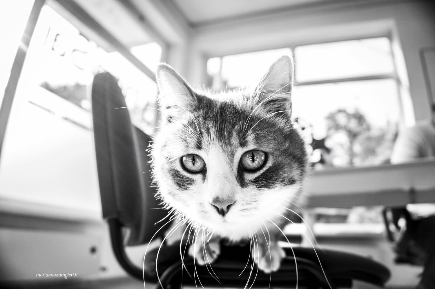 Котография Марианны Зампьери