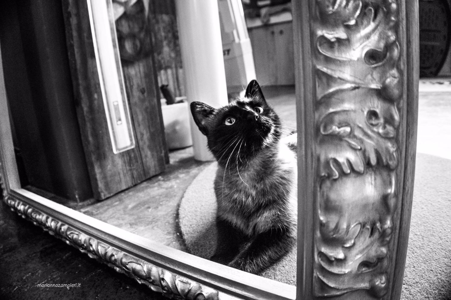 Котография Марианны Зампьери