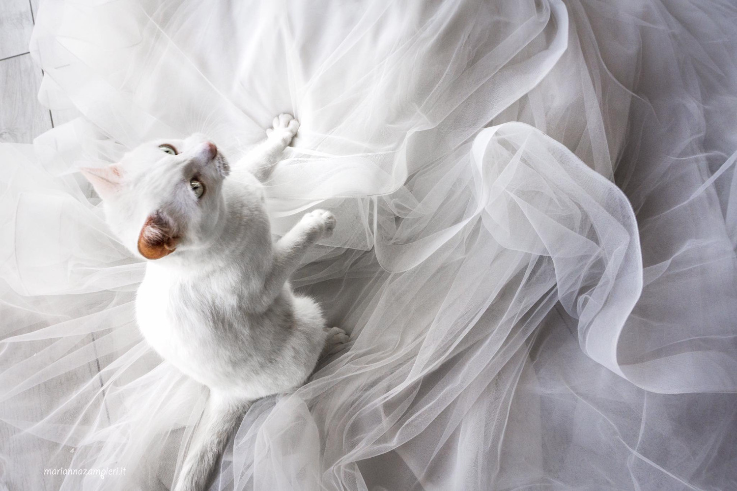 Котография Марианны Зампьери
