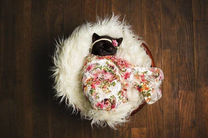 Вирусная фотосессия котят может составить конкуренцию младенцам