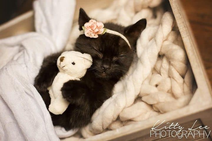 Вирусная фотосессия котят может составить конкуренцию младенцам