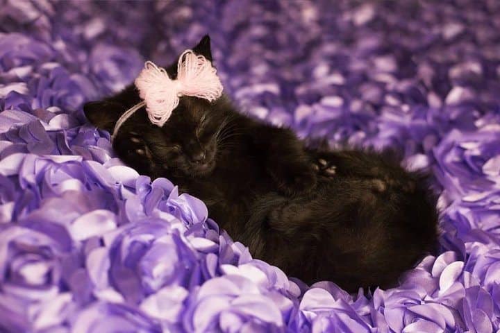Вирусная фотосессия котят может составить конкуренцию младенцам